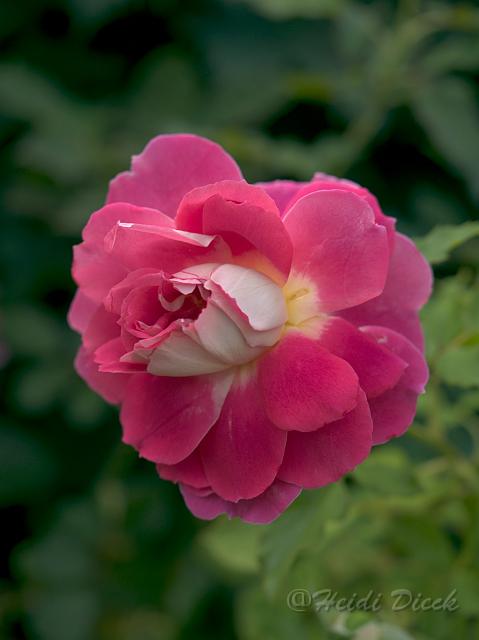 Rosa Ruffles Dream1.jpg - ASCII